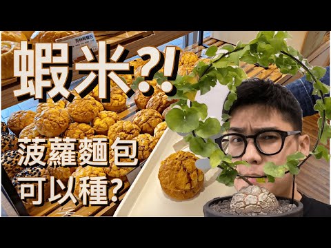 蝦米!? 菠蘿麵包可以種?【南非龜甲龍】