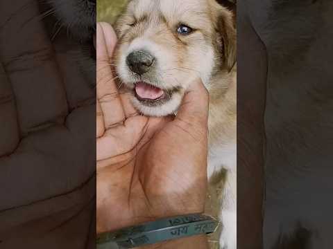 मासूम कुत्ता 🐕innocent face 😊| #trending #viralvideo #youtubeshorts #dog