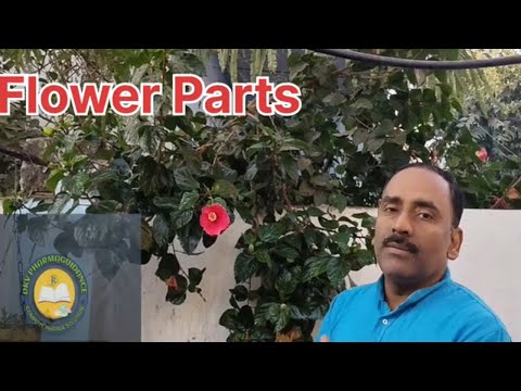 parts of flowers | dissection of hibiscus flower | parts of hibiscus flower drawing |Gudhal Ka Phool