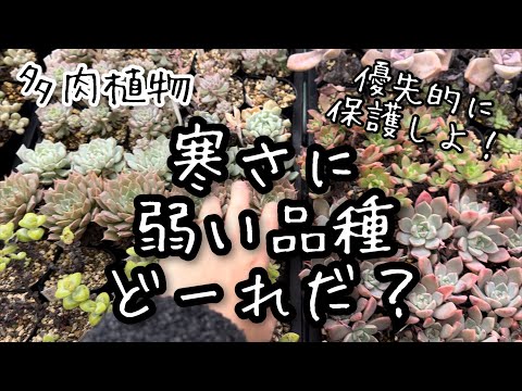 【多肉植物】寒さに弱い品種紹介します！