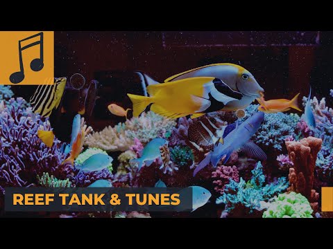 Reef and Lo-Fi tunes