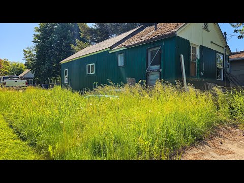 Man Doing "No Mow May" Spreads INVASIVE WEEDS Into His Neighbors YARDS