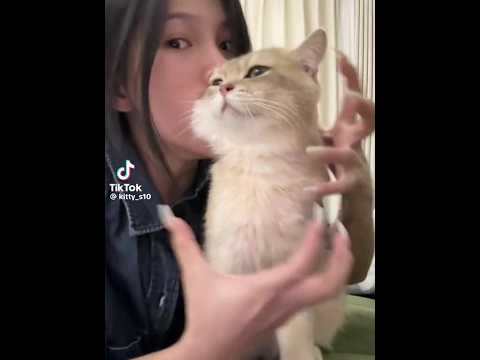 kitty_s10 on tiktok #notmine #shortsviral #youtubeshorts #funny #china #memes #cutecatshorts #cats