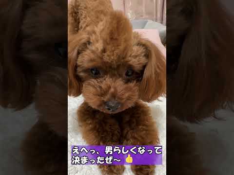 髪をセットしてその気になる犬！【モヒカン風】#shorts