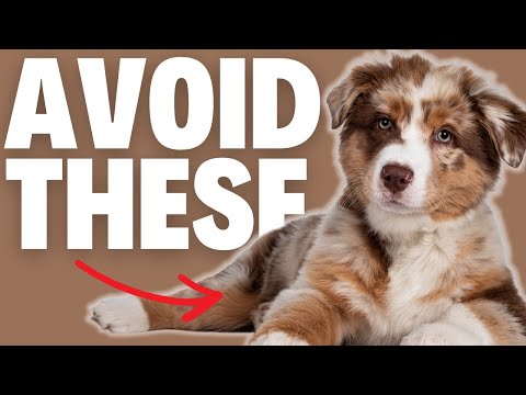 Worst Dog Breed For First Time Owners