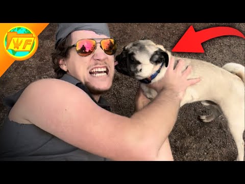 How To Survive: A Pug Attack