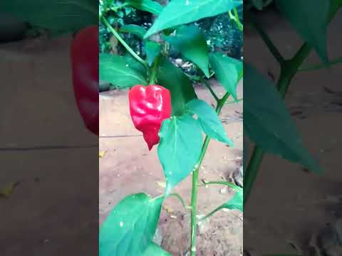 Red chilli🌶️ home garden 💯 #naturelovers