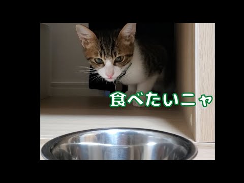 ごはんを食べたいのに遠慮する子猫がかわいい(笑)