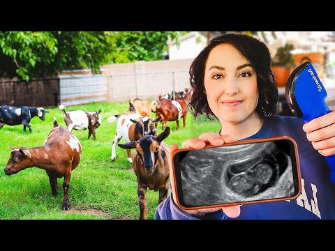 Let's see which GOAT is PREGNANT! (ultrasound day on the farm)