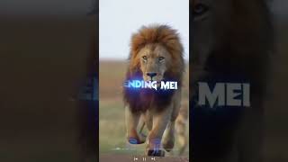 Lion Attitude shayari status Shayari status Attitude shayari #youtubeshorts#viral#shayari#shorts