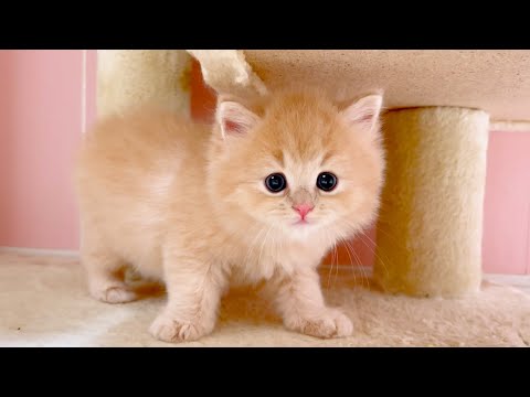 【マンチカンの子猫】おトイレ中に突撃撮影してみた件 ～猫のいる生活Vol.1026～出産動画 マンチカン短足・ミヌエット・ペルシャ猫専門ブリーダー『ペット蔵人』【子猫の成長記録】