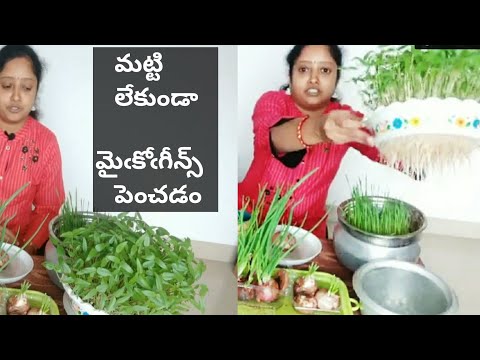 Microgreens grow in water in telugu/Microgreens grows without soil/మట్టి లేకుండా మైఁకోఁగీన్స్ పెంచడం