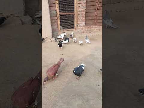 ary ni madeen #pigeontraining #pigeonlover #youtubeshorts #viral #kabutar #kabutarbazi #pigeon #pig