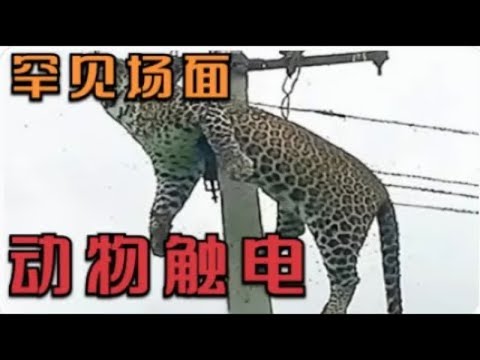 罕见的多种动物发生触电后的场面，如熊，花豹，猫狗等 | 动物世界