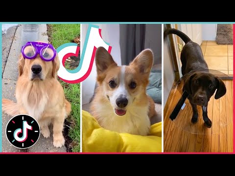 DOGS of TIKTOK ~ Goodest Boys Compilation 🐶 August 2020