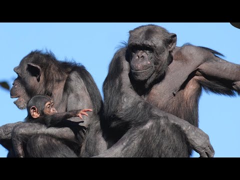 Shijimi and Bonbon　Tama Zoo Chimpanzee 202412