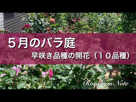 《５月のバラ庭》早咲き品種の開花（１０品種）