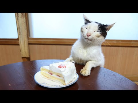 ちゃぶ台の上のいちごショートケーキ　241224