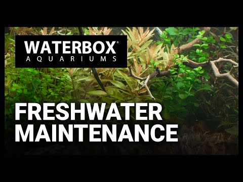 We're helping you maintain your planted aquarium - Episode 185