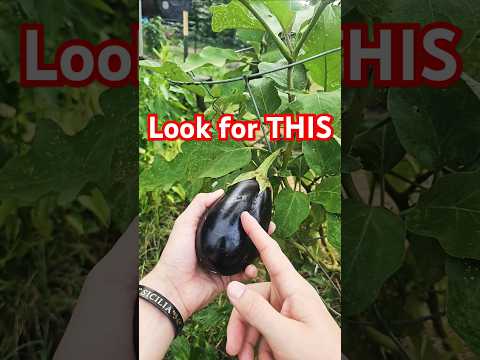 Exactly when to pick Eggplant 🍆