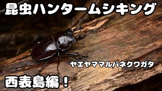 【昆虫ハンター】ムシキングの西表島編！昆虫採集動画！