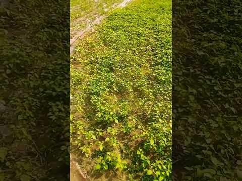 #Gongura #farmvideos #gardeningshorts #Leafyvegetables