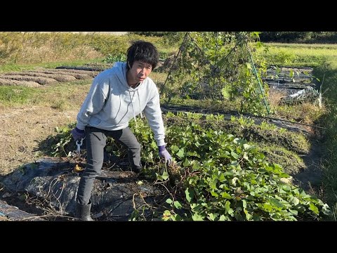 日本生活/帶日本老公挖紅薯、他直接在田裡賣起紅薯啦⋯⋯