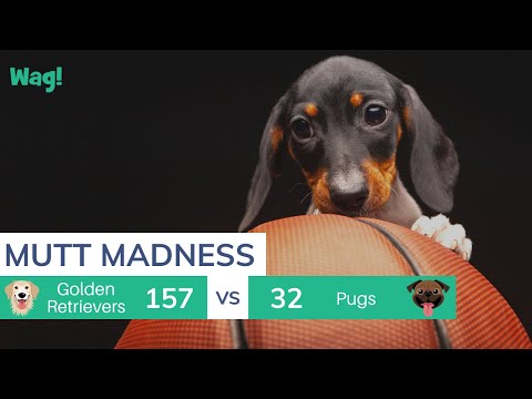 Mutt Madness Starts 3.21.22 | Wag!