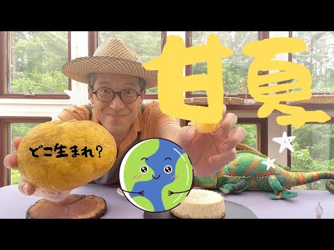 【 シェフ の思考 】甘夏　どこで生まれたか知ってる？