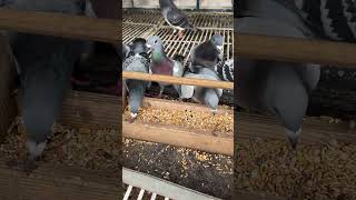 Feeding the birds #pigeon #pigeonfan #birds #pigeonloves #birdspecies #kabootar #pigeonlove #bird