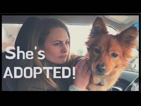 Saying GOODBYE to My Foster Dog | Dog Adoption Stories