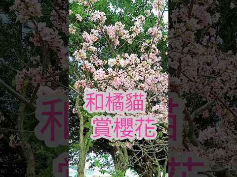 和橘貓賞櫻花#櫻花#可愛貓咪