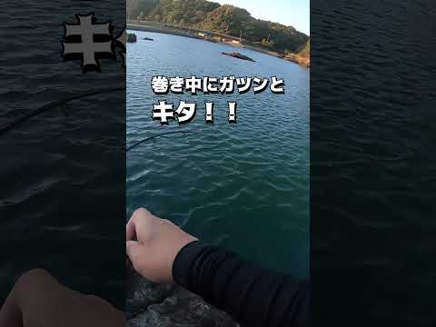 Zシステムで底の方にいる魚を狙って釣る！ #shots