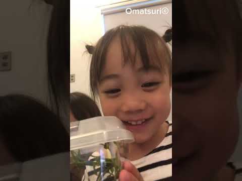 【アゲハ蝶を育ててみようっと🐛】【Let's raise swallowtail butterflies🐛】