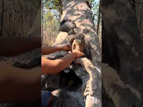 Amazing wild man found baby eagle and Parrots with babies in big hole tree Part 02 #shortsyoutube