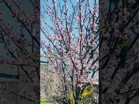 Apricot tree.  Абрикосовое дерево