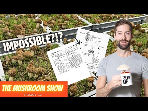 The "Money Making Mushroom'" That Nobody Can Actually Grow? (The Mushroom Show Episode 12)