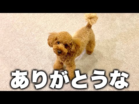 色々考えた結果、飼い主だけ家を出ていくことにしました。