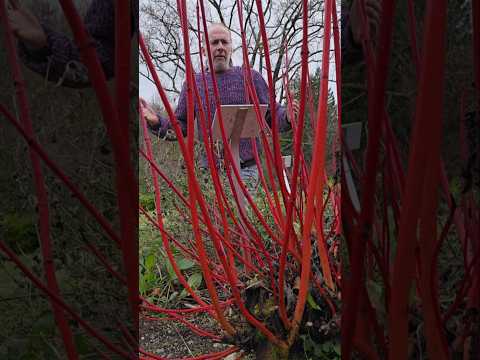 Cornus Alba Sibirica #gardening #winter #explore #ideas #adventure #garden #motivation #wintergarden