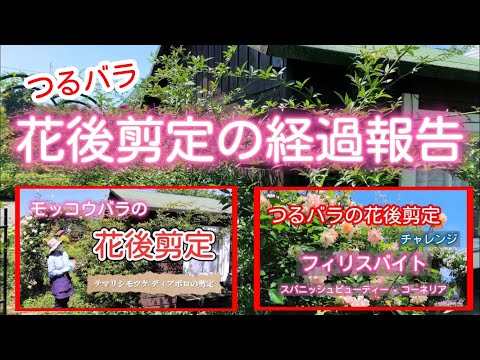 つるバラ　花後剪定の経過報告