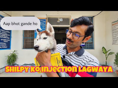 Silpi ( husky puppy ) ko injection lagwaya 😳💉 #husky #vlog