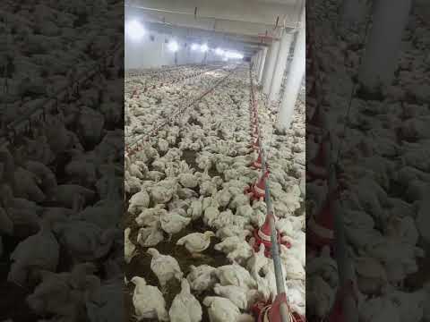 poultry farm #broiler_poultry_farm  #45dayschicken #murgifarm #murgi_palan #henfarm