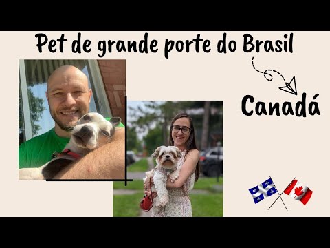 Como levar um cachorro do Brasil para o Canada - Contando a REAL, aquilo que não te falam!