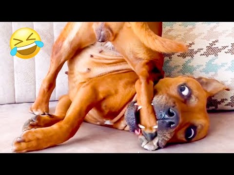 Funny ANIMALS videos😂 Funniest CATS🐱 and DOGS🐶 2024