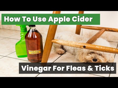 Effective Home Remedies: How To Use Apple Cider Vinegar For Fleas And Ticks