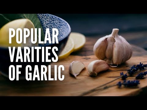 The Most Popular Garlic Varieties