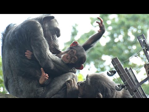 Acorns roll around, and Haru-chan rolls around too. 😅 　Yokohama Zoo Zoorasia Chimpanzee 2024011