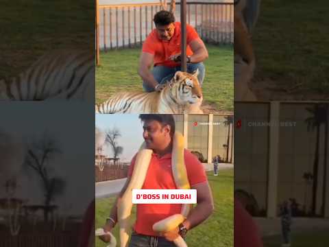 Darshan Enjoying in Dubai with Animals⚡ #shorts #viral #dboss #dubai #dubailife