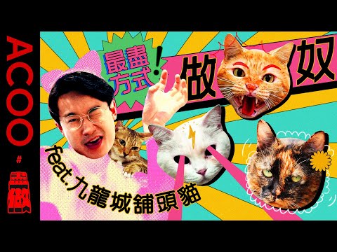 【貓奴必睇🐱】九龍城舖頭貓集郵挑戰 😽Happy最後搵到幾多隻？街市檔主險被偷貓？！｜盡做｜ACOO｜最盡方式做貓奴