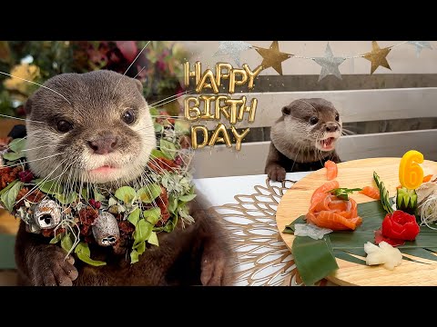 Otter Kotaro Has Sweet 6th Birthday Party at French Bistro (with Belly Pats)!